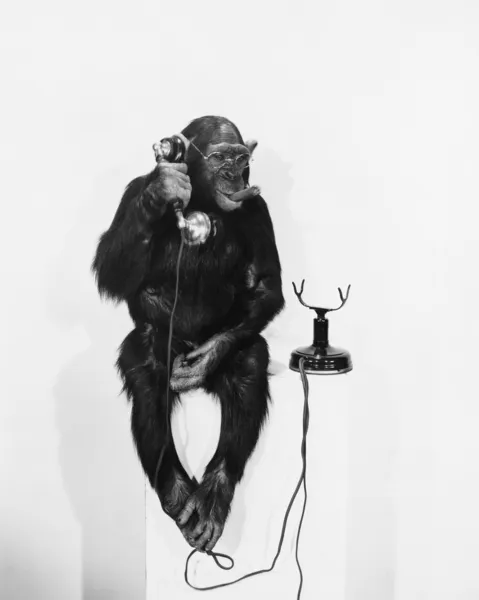 Negócios do macaco — Fotografia de Stock