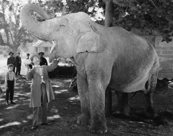 Człowiek karmienia słoń z szeroko otwartymi ustami — Zdjęcie stockowe
