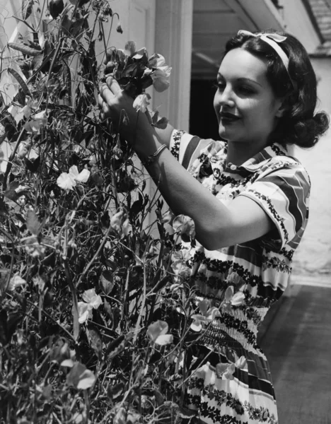 Kvinnan skära blommor från vinrankan — Stockfoto