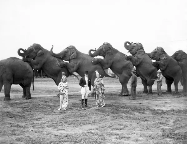 Elefantes y payasos del circo Imágenes de stock libres de derechos