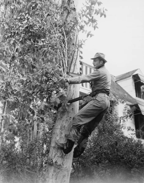 Mann beschneidet Baum — Stockfoto