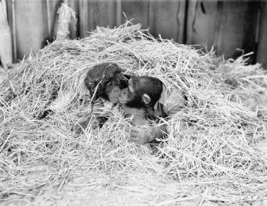 Two Chimpanzee kissing in the hay clipart