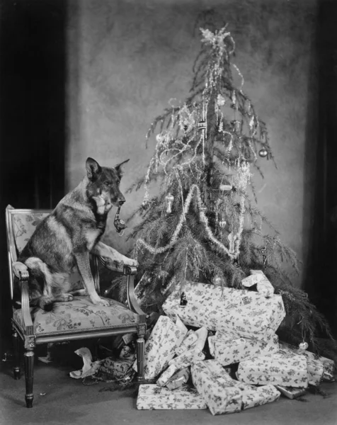 Noel ağacı ve hediyeler ile köpek — Stok fotoğraf