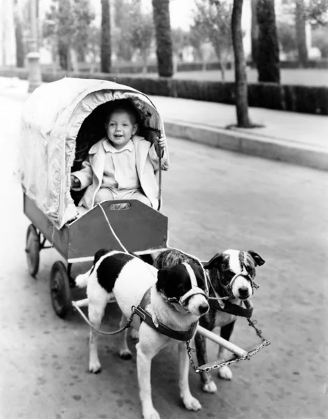 Meisje in overdekte wagen getrokken door honden — Stockfoto