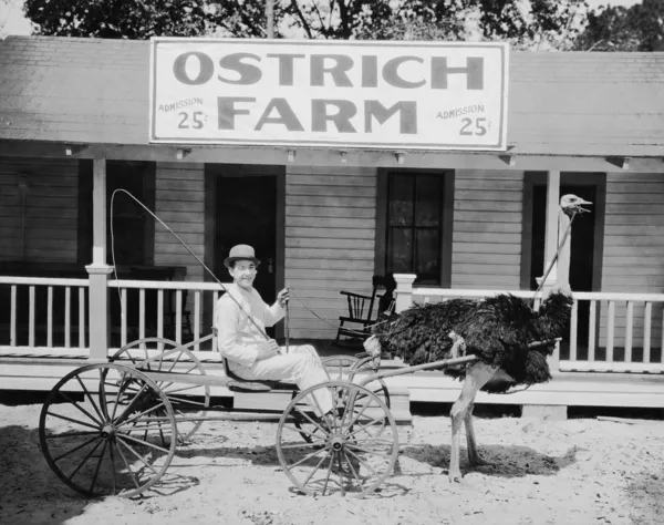 Avestruz puxando homem no carrinho na fazenda avestruz — Fotografia de Stock