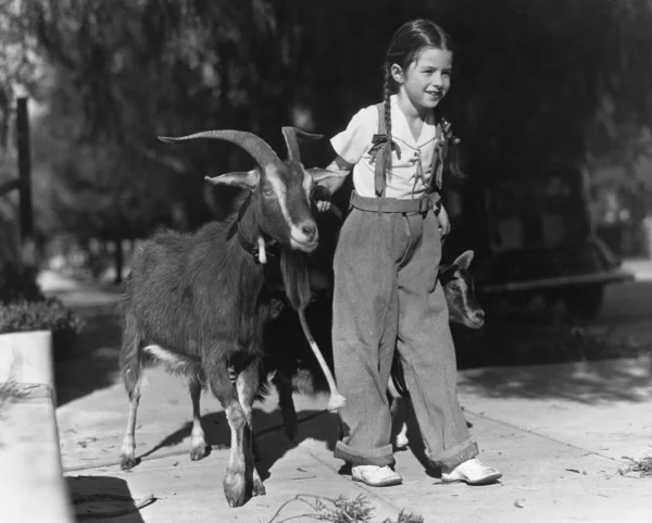 Menina liderando duas cabras — Fotografia de Stock