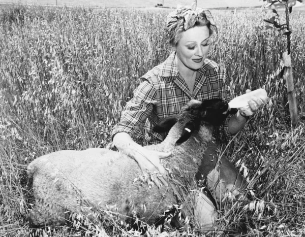Mulher alimentando ovelhas com garrafa — Fotografia de Stock