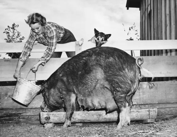 Kvinna utfodring gris — Stockfoto
