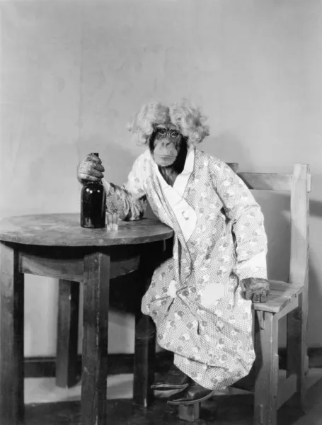 Chimpanzé vestido de mulher com garrafa e vidro de tiro — Fotografia de Stock