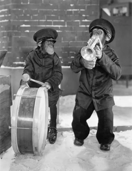 Chimpanzés a tocar música — Fotografia de Stock