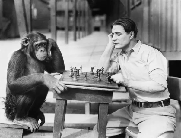 Человек играет в шахматы с обезьяной — стоковое фото