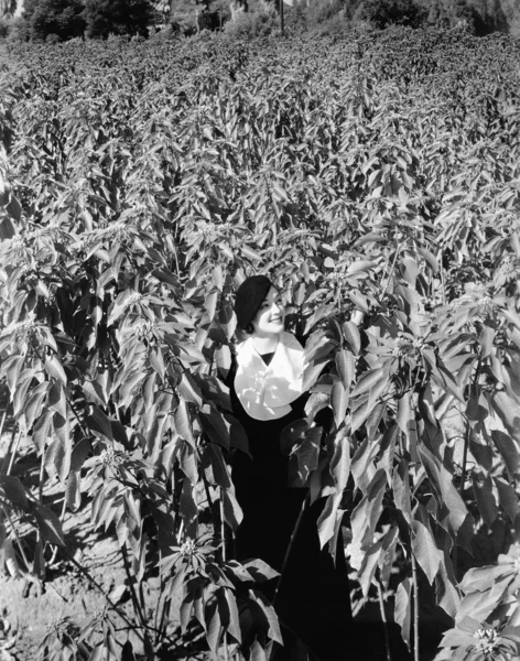 Mulher em pé no campo de plantas poinsettia altas — Fotografia de Stock