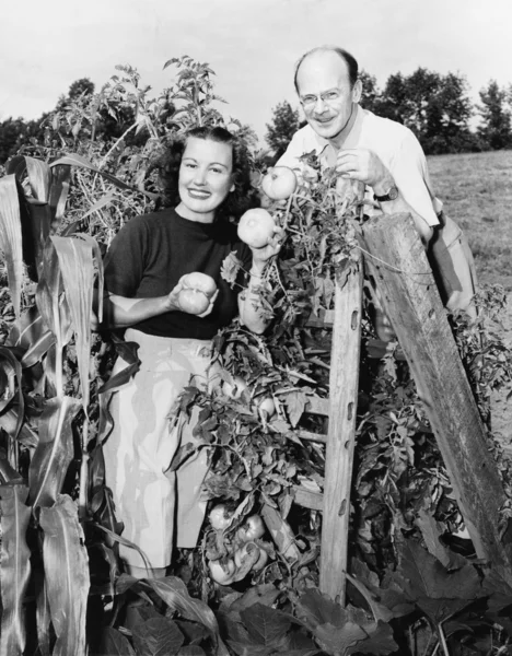Пара стоїть у своєму саду, показуючи помідори — стокове фото
