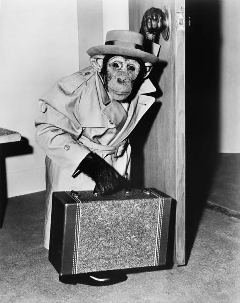 Šimpanz v kabátě a klobouku s kufrem — Stock fotografie