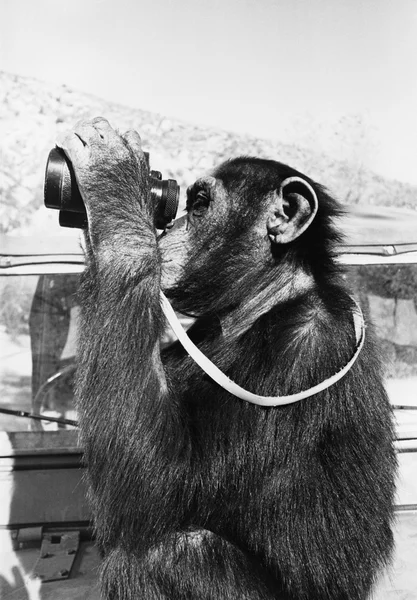 stock image Chimpanzee looking through binoculars