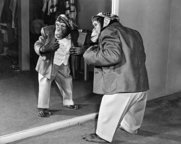 Chimpanzee in a jacket and trousers in front of a mirror — Stock Photo, Image