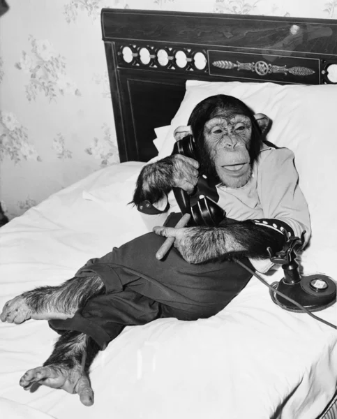Χιμπατζής κάθεται στο κρεβάτι στο τηλέφωνο και το κάπνισμα ένα πούρο — Φωτογραφία Αρχείου