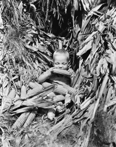 Garçon manger une épi de maïs dans un champ de maïs — Photo