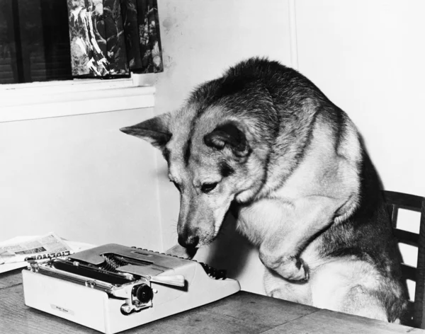Собака сидит на стуле и смотрит на пишущую машинку — стоковое фото