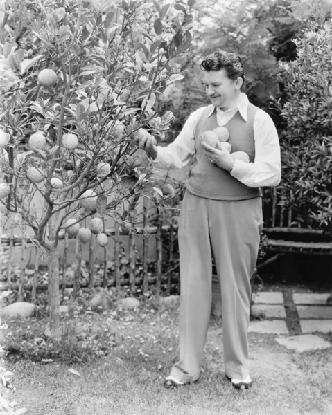Hombre cosechando naranjas de su árbol —  Fotos de Stock