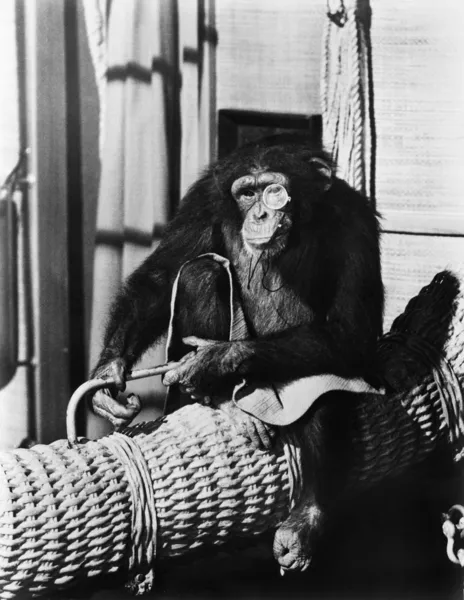 Bir tek gözlük takan sepet üzerinde oturan şempanze — Stok fotoğraf