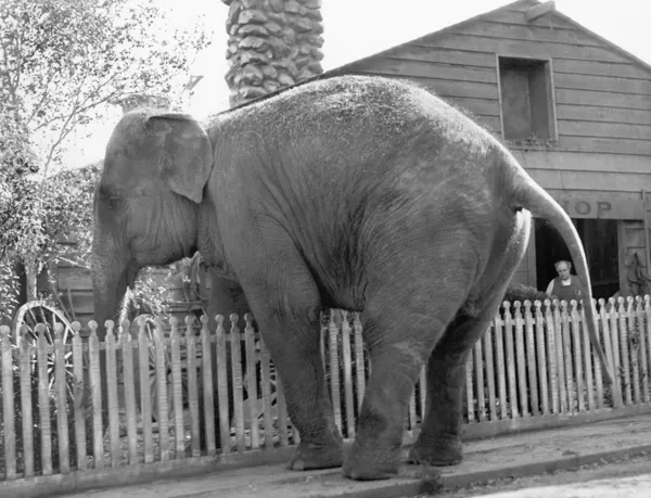 Elephant trying to cross over a picket fence — Stock Photo, Image