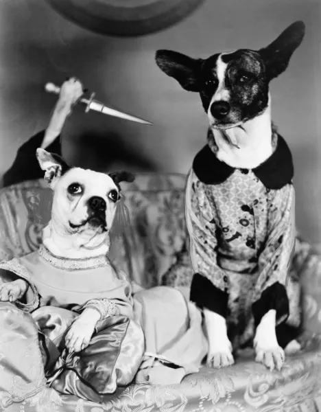 Two dogs sitting on a couch with a dog attaching them from behind with a knife Stock Picture