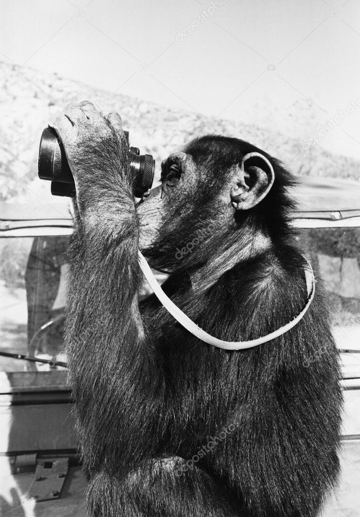 Chimpanzee looking through binoculars