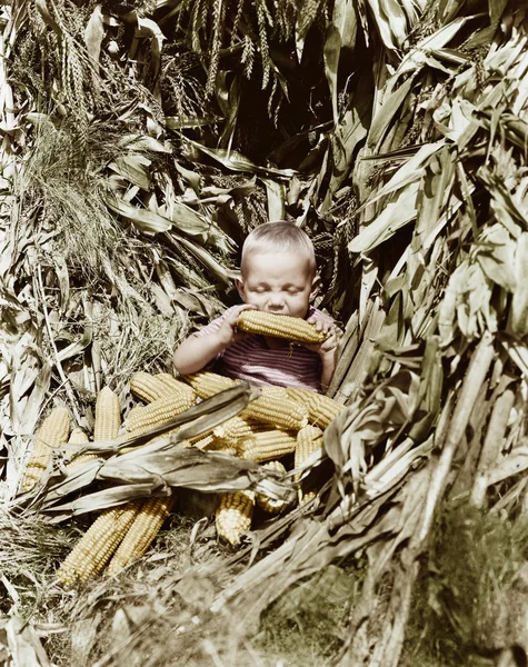 Ragazzo che mangia una pannocchia di mais in un campo di mais — Foto Stock