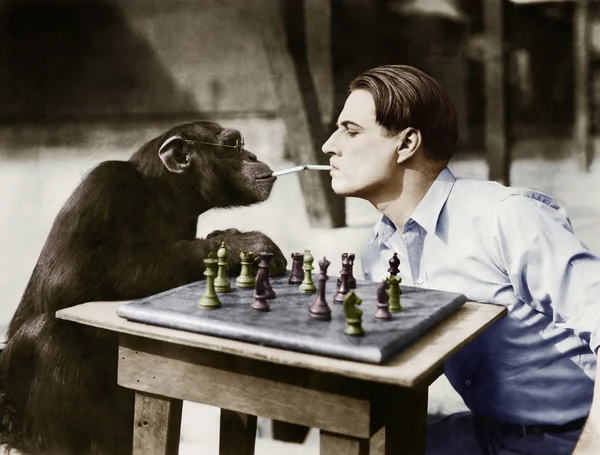 Profil eines jungen Mannes und eines Schimpansen, der Zigaretten raucht und Schach spielt — Stockfoto