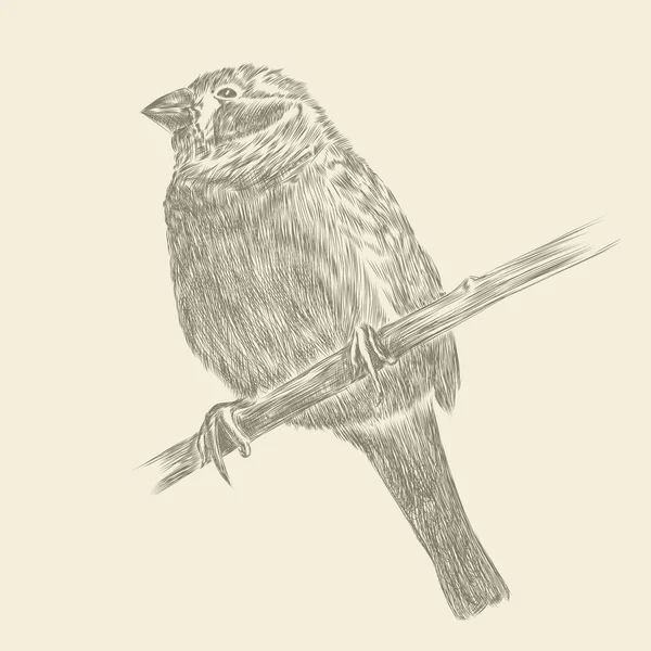 Hand drawing bird — Stock Vector