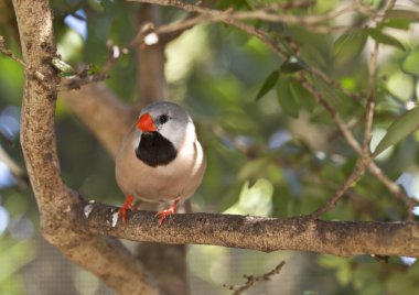 Şaft-tail finch - poephila acuticauda