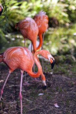 American Flamingo (phoenicopterus ruber))