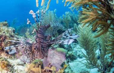 Kırmızı lionfish (Pterois volitans)