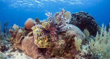 Kırmızı lionfish (Pterois volitans)