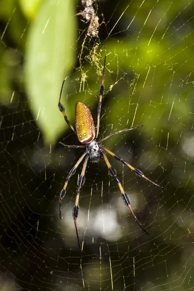 Αράχνη χρυσή σφαίρα μετάξι-Υφαντής. — Φωτογραφία Αρχείου