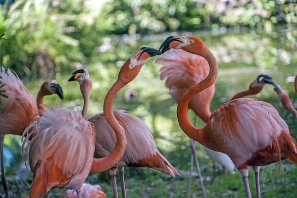 Flamingo americano (phoenicopterus ruber) — Fotografia de Stock