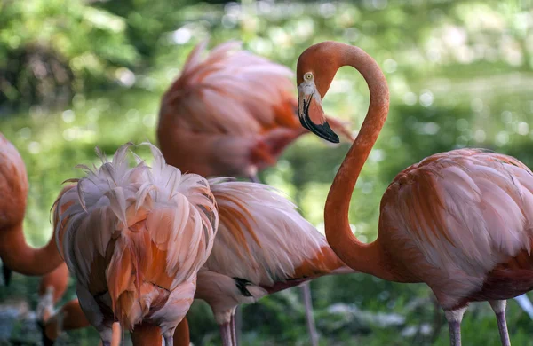 Flamingo americano (phoenicopterus ruber) — Fotografia de Stock