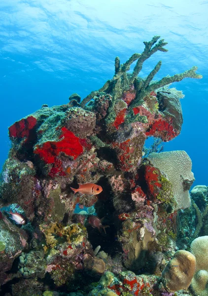 珊瑚の庭 — ストック写真