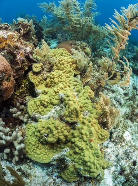 珊瑚花园，罗阿坦岛洪都拉斯 — 图库照片