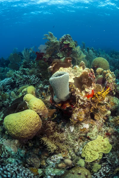 Coral haver, Roatan Honduras - Stock-foto