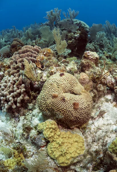 Koralowych ogrodów, roatan honduras — Zdjęcie stockowe