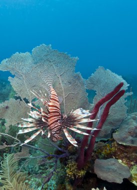 Red lionfish (Pterois volitans) clipart