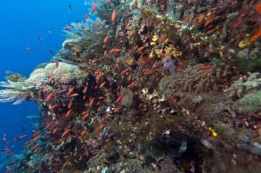 Coral garden Indonesia clipart
