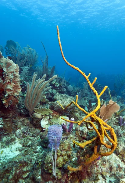 stock image Row Pore Rope Sponge (Aplysina cauliformis)