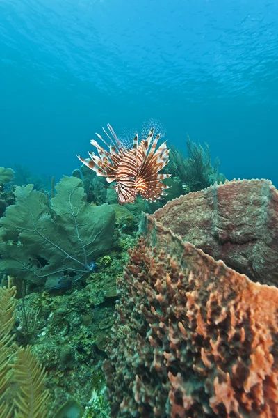 Red lionfish (Pterois volitans) — Stock Photo, Image