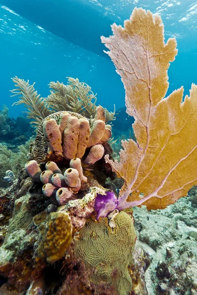 Jardins de corais, honduras — Fotografia de Stock