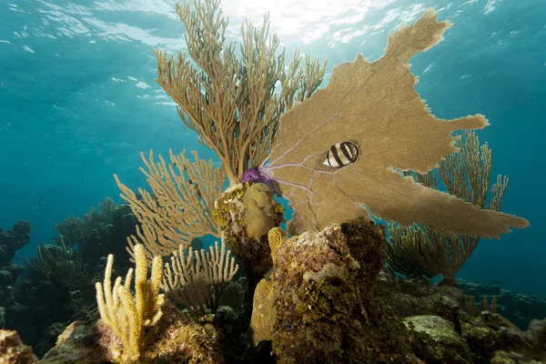 stock image Coral Gardens, Honduras