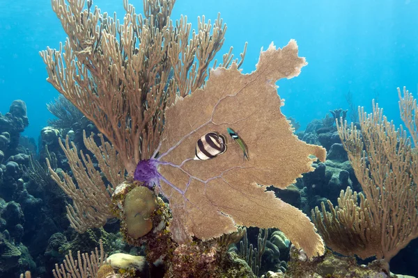 stock image Coral Gardens, Honduras