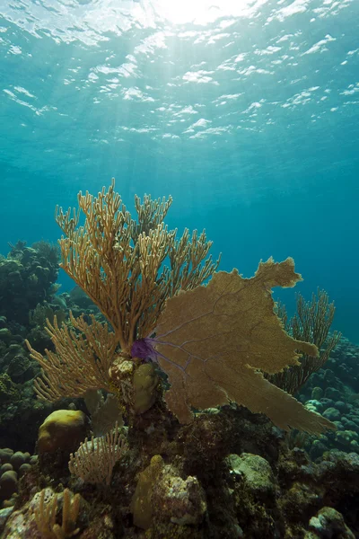 Mjuka koraller — Stockfoto